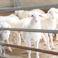 羊苗供应-湖羊-母羔羊苗，3个月（40斤）。活重26元/斤出售