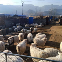 肉羊供应-白山羊-羔羊，活重22元/斤出售。