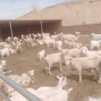 肉羊供应-白山羊-母羊，活重17元/斤出售